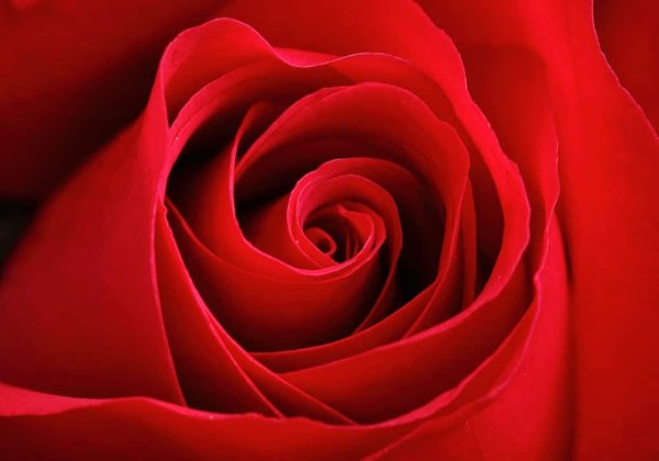 Pourquoi les roses éternelles devraient-elles occuper une place spéciale dans votre cœur ?